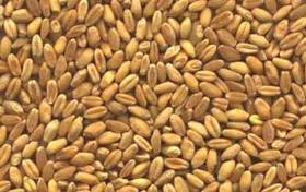 Manufacturers Exporters and Wholesale Suppliers of Wheat Seeds Hoshiarpur Punjab